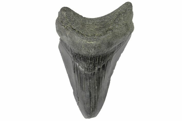 Fossil Megalodon Tooth - South Carolina #169308